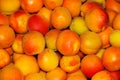 Baskets with fresh ripe apricots. Close up Royalty Free Stock Photo