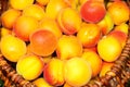 Baskets with fresh ripe apricots. Close up Royalty Free Stock Photo