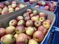 Baskets of fresh and succulent apples for sale in supermarkets