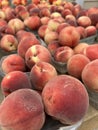 Baskets of Freshly Picked Peaches