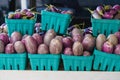 Baskets full of light skinned purple and white small tender eggplant Royalty Free Stock Photo