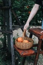 Baskets full of  oranges for sale at the farmer`s market on a bright, sunny morning. Royalty Free Stock Photo