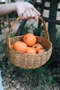 Baskets full of  oranges for sale at the farmer`s market on a bright, sunny morning. Royalty Free Stock Photo