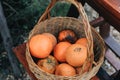 Baskets full of  oranges for sale at the farmer`s market on a bright, sunny morning. Royalty Free Stock Photo