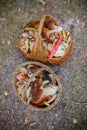 Baskets full of various kinds of mushrooms in a forest