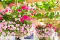 Baskets in a hanging flower garden on a sunny day.