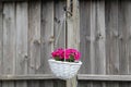 Baskets of hanging petunia flowers on balcony