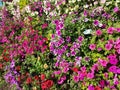 Baskets of hanging petunia flowers on balcony. Petunia flower in ornamental plant. Violet balcony flowers in pots. Background from Royalty Free Stock Photo