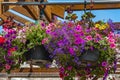 Baskets of hanging petunia flowers outdoor. Purple and pink petunias in a hanging basket. Pots of calibrachoa flowers Royalty Free Stock Photo