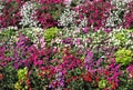 Baskets of hanging petunia flowers on balcony. Petunia flower in ornamental plant. Violet balcony flowers in pots. Background from Royalty Free Stock Photo