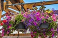 Baskets of hanging petunia flowers outdoor. Purple and pink petunias in a hanging basket. Pots of calibrachoa flowers Royalty Free Stock Photo
