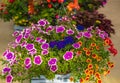 Baskets of hanging petunia flowers outdoor. Purple and pink petunias in a hanging basket. Pots of calibrachoa flowers Royalty Free Stock Photo