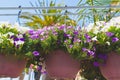 Baskets of hanging petunia flowers. Variety of plants and flowers for sale at a garden nursery