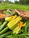 baskets with harvest from the garden, zucchini flowers, fruit basket, young carrots, small courgettes