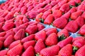 Baskets of ripe strawberries at farmer`s market Royalty Free Stock Photo