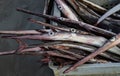 Needle nose garfish freshly caught Royalty Free Stock Photo