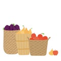 Baskets with pears, apples, grapes illustration.