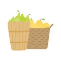 Baskets with pears, apples hand drawn illustration
