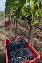 Baskets red of grapes Sangiovese Royalty Free Stock Photo