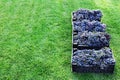 Baskets of Ripe bunches of black grapes outdoors. Autumn grapes harvest in vineyard on grass ready to delivery for wine making. Royalty Free Stock Photo