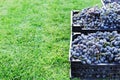 Baskets of Ripe bunches of black grapes outdoors. Autumn grapes harvest in vineyard on grass ready to delivery for wine making. Royalty Free Stock Photo