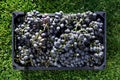 Baskets of Ripe bunches of black grapes outdoors. Autumn grapes harvest in vineyard on grass ready to delivery for wine making. Royalty Free Stock Photo