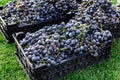 Baskets of Ripe bunches of black grapes outdoors. Autumn grapes harvest in vineyard on grass ready to delivery for wine making. Royalty Free Stock Photo