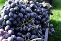 Baskets of Ripe bunches of black grapes outdoors. Autumn grapes harvest in vineyard on grass ready to delivery for wine making. Royalty Free Stock Photo