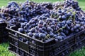 Baskets of Ripe bunches of black grapes outdoors. Autumn grapes harvest in vineyard on grass ready to delivery for wine making. Royalty Free Stock Photo
