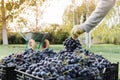 Baskets of Ripe bunches of black grapes outdoors. Autumn grapes harvest in vineyard on grass ready to delivery for wine making. Royalty Free Stock Photo