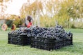 Baskets of Ripe bunches of black grapes outdoors. Autumn grapes harvest in vineyard on grass ready to delivery for wine making. Royalty Free Stock Photo