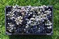 Baskets of Ripe bunches of black grapes outdoors. Autumn grapes harvest in vineyard on grass ready to delivery for wine making. Royalty Free Stock Photo