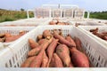 Baskets of sweet potatoes in the fields Royalty Free Stock Photo