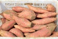 Baskets of sweet potatoes in the fields Royalty Free Stock Photo