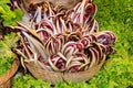 Baskets of vegetables