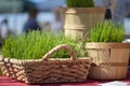Baskets Of Wheatgrass Royalty Free Stock Photo