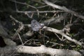 Basking Broad-Banded Water Snake Ready to Moult