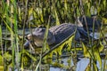 Basking Bull Gator, Savannah National Wildlife Refuge