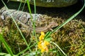 Basking common lizard. Royalty Free Stock Photo