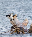 Basking Cormorant Royalty Free Stock Photo