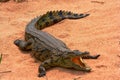 Basking Crocodile Royalty Free Stock Photo