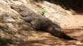 Basking crocodile