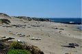 Basking Elephant Seals, Pacific Coast, near Morro Bay, California, USA