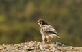 A basking falcon Royalty Free Stock Photo