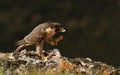 Basking falcon Royalty Free Stock Photo
