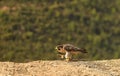 Basking falcon rests on the rock Royalty Free Stock Photo