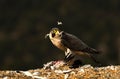 A basking falcon rests on the rock Royalty Free Stock Photo
