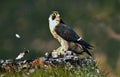 Basking falcon rests on the rock with a prey Royalty Free Stock Photo