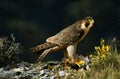 Basking falcon rests on the rock with a prey Royalty Free Stock Photo