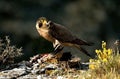 falcon rests on the rock with a prey Royalty Free Stock Photo